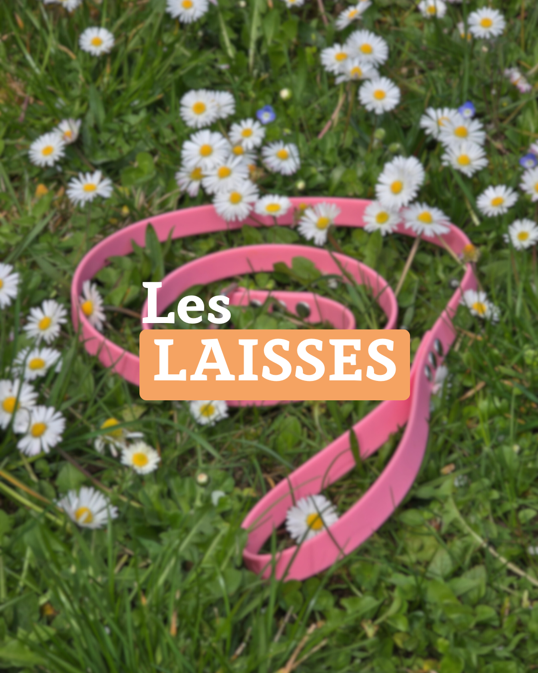 Laisses